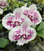 Phalaenopsis Sexy Venus ‘Fireworks’ (Mericlone)