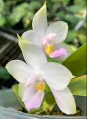 Phalaenopsis violacea ‘Sixteen Pink’ (Fragrant Species - Mericlone)