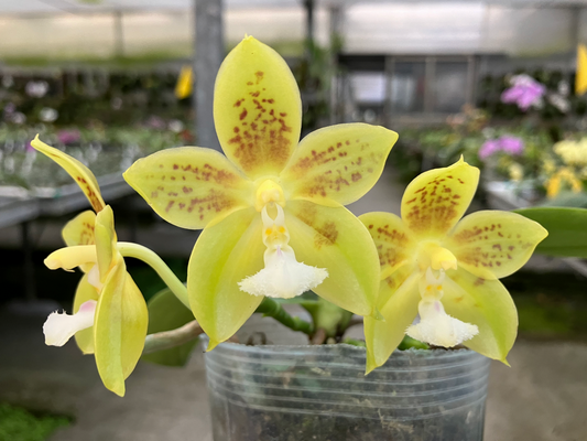 Phal. Joy Green Coral MC