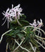 Neofinetia falcata