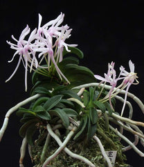 Neofinetia falcata