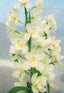 Cymbidium Snow Beauty 'Trinity'