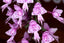 Stenoglottis longifolia (Species From South Africa)