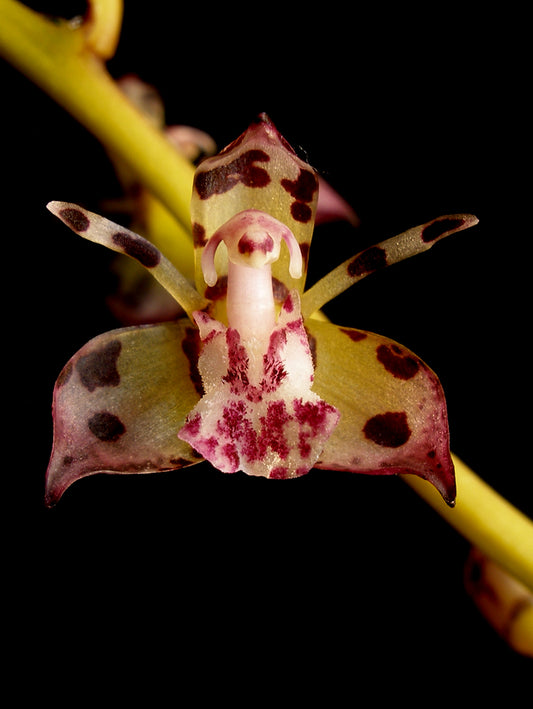 Thecostele alata (Rare Species)