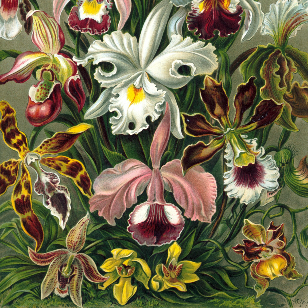 The Orchid Patio