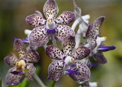 Vanda (Kultana Fragrance x Mimi Palmer) - Fragrant