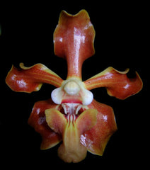 Vanda helvola