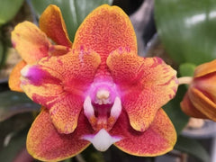 Phalaenopsis Joy Sara Lady (MC - PELORIC FORM)