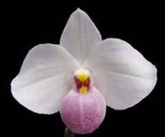 Paph. delenatii (Species Flask - Conical) ex Taiwan