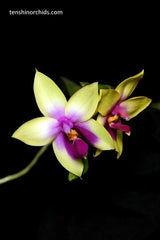 Phalaenopsis bellina (Species - Fire Shape Jiaho Tricolor x 80% Red)