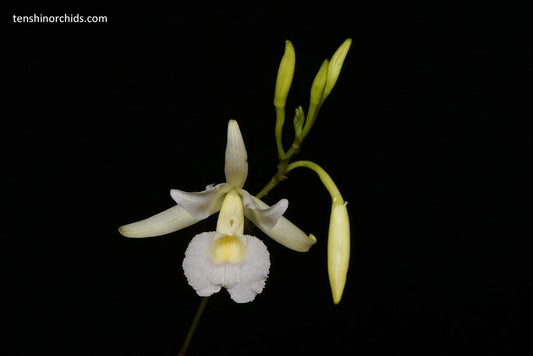 Broughtonia negrilensis (f. semialba x f. tipo) (Species Flask - Conical) ex Taiwan