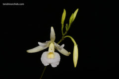 Broughtonia negrilensis (f. semialba x f. tipo) (Species Flask - Conical) ex Taiwan