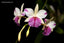 Brougtonia sanguinea (Star Splash x aurea) x sib (Species Flask - Conical) ex Taiwan