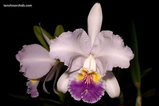 Cattleya lueddemanniana coerulea x sib (Henrique Blue-Mariauxi x #12 coerulea-coerulea flamea) (Species Flask - Conical) ex Taiwan