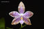 Phalaenopsis lueddemanniana f. coerulea (Species from Philippines)