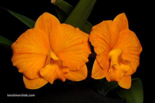 Cattlianthe Candy Ball 'Happy Child' x Cattleya (Red Magic x Beaufort) (Hybrid Flask - Conical) ex Taiwan