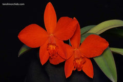 Cattleya Red Doll (MC) (Hybrid Flask - Conical) ex Taiwan