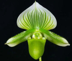 Paphiopedilum Hung Sheng Jewel x Hung Sheng Citron