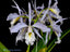 Cattleya maxima x sib (coerulea 'Hector' x alba '#12')