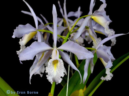 Cattleya maxima x sib (coerulea 'Hector' x alba '#12')