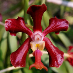 Vanda chirayupiniae