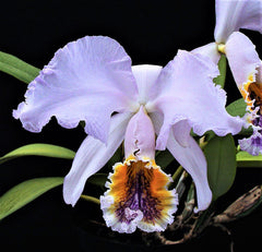 Cattleya mossiae f. coerulea