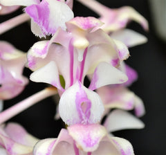 Aerides falcata