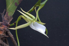 Angraecum praestans (Species from Madagascar, Zombitse)