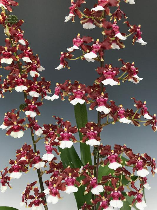 Oncidium Aka Baby 'Raspberry Chocolate' (In multiple flower spikes)
