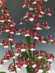 Oncidium Aka Baby 'Raspberry Chocolate' (In multiple flower spikes)