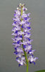 Rhynchostylis coelestis 'Blue' (Fragrant Orchid Species)