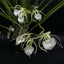 Brassavola Little Stars (nodosa x subulifolia)