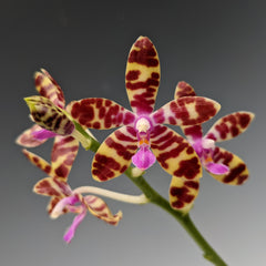 Phalaenopsis bastianii (Species from Philippines) FLOWERING SIZE
