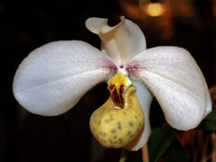 Paphiopedilum emersonii ('#415' x '#Nei San #5')