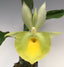 Catasetum pileatum