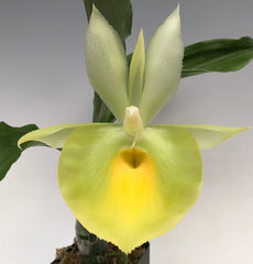 Catasetum pileatum