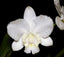 Cattleya. dolosa f. alba (Hybrid Flask - Whiskey Bottle) ex Thailand