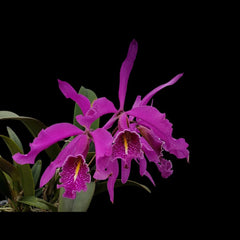Cattleya maxima rubra 'Peru Dark' (Flask - Conical, ex Taiwan)