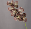 Artificial Real Touch Vanda Orchid Stem