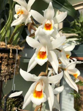 Coelogyne jannine banks 'snow white' Hcc/Aos