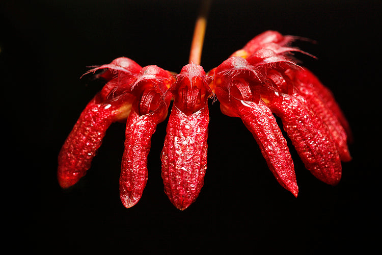 Bulbophyllum corolliferum 'Red' (syn. Cirrhopetalum curtisii)