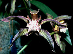 Cymbidium Tracyanum 'Eiffel Tower' x Cym. Death Wish 'Tiger Woods'