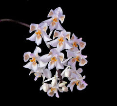 Phalaenopsis celebensis (Species - Mottled Foilage)