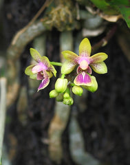 Phal. deliciosa var. hookeriana (Mini Species)