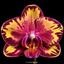 Phalaenopsis Chian Xen Phoenix