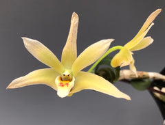 Dendrobium officinale