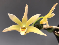 Pack Of Four Dendrobium (Easy To Grow)