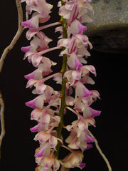 Aerides falcata