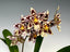 Oncostele Tan Treasures 'Lavender Picotee' (In flower spike)