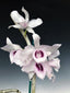 Dendrobium Anosmum (Den. superbum var huttonii f. coerulea)